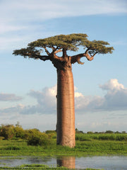 Baobab oil