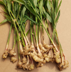 Ginger root oil