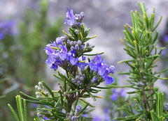 Rosemary oil